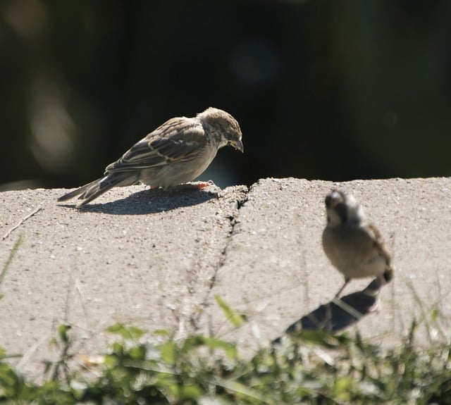 Free download sparrows birds perched animals free picture to be edited with GIMP free online image editor