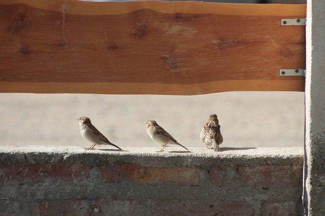 Free download Sparrows Birds Sparrow -  free photo or picture to be edited with GIMP online image editor