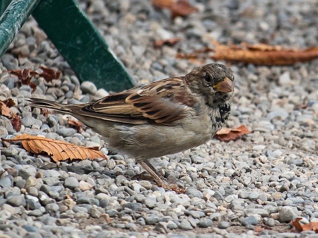 Unduh gratis Sparrow Sperling Bird - foto atau gambar gratis untuk diedit dengan editor gambar online GIMP
