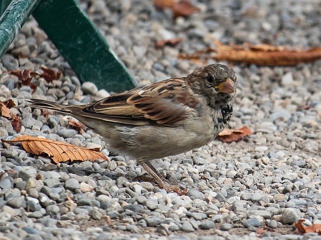 Téléchargement gratuit Sparrow Sperling Bird - photo ou image gratuite à éditer avec l'éditeur d'images en ligne GIMP