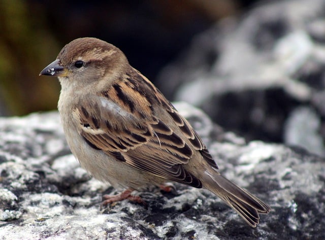 Free download sparrow sperling nature songbird free picture to be edited with GIMP free online image editor
