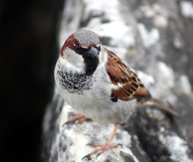 Free download sparrow sperling plumage nature free picture to be edited with GIMP free online image editor