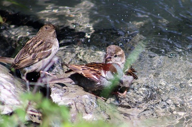Free download Sparrows Swim Summer -  free photo or picture to be edited with GIMP online image editor