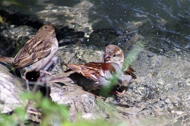 Скачать бесплатно Sparrows Swim Summer - бесплатное фото или изображение для редактирования с помощью онлайн-редактора изображений GIMP