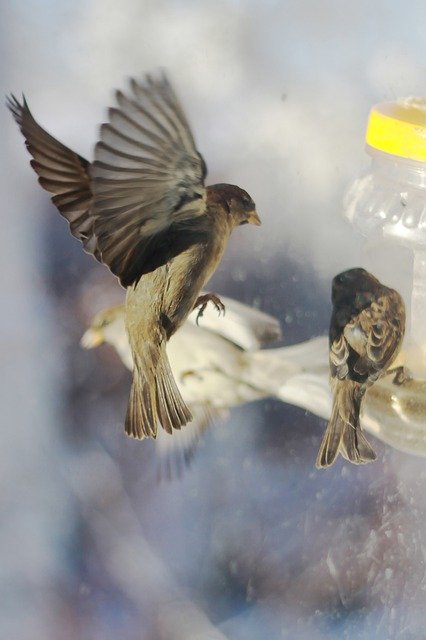 Free download Sparrows Winter Russia -  free photo or picture to be edited with GIMP online image editor