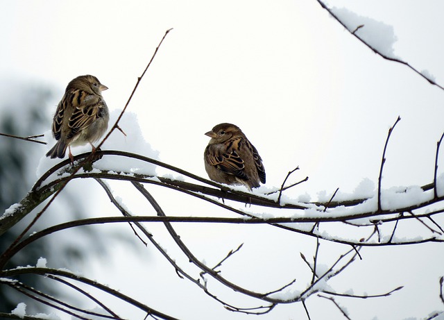 Free download sparrows winter snow birds animals free picture to be edited with GIMP free online image editor