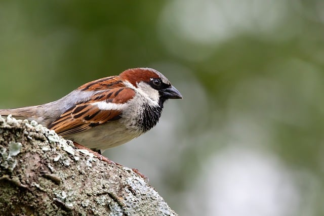 Free download sparrow tree truck small bird free picture to be edited with GIMP free online image editor