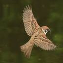 Sparrow wallpaper  screen for extension Chrome web store in OffiDocs Chromium