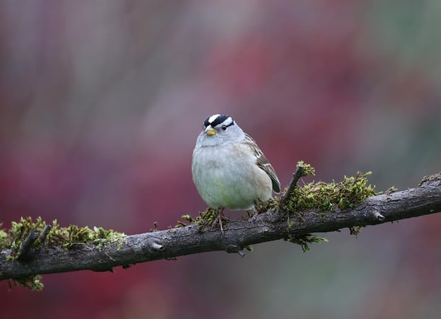 Free download sparrow white crowned sparrow bird free picture to be edited with GIMP free online image editor