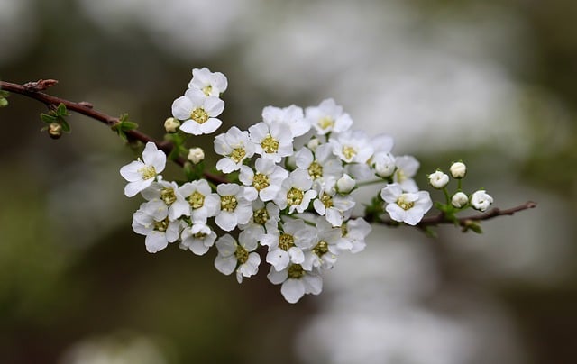 Free download sparrow white flowers free picture to be edited with GIMP free online image editor
