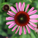 Sparse petals  screen for extension Chrome web store in OffiDocs Chromium