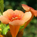 Speaker shaped flowers  screen for extension Chrome web store in OffiDocs Chromium