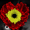 Special flower  screen for extension Chrome web store in OffiDocs Chromium