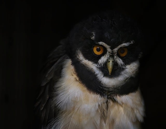 Free download spectacled owl owl raptor bird free picture to be edited with GIMP free online image editor