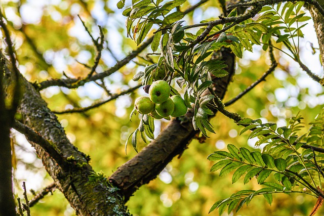 Free download speierling wild fruit tree free picture to be edited with GIMP free online image editor