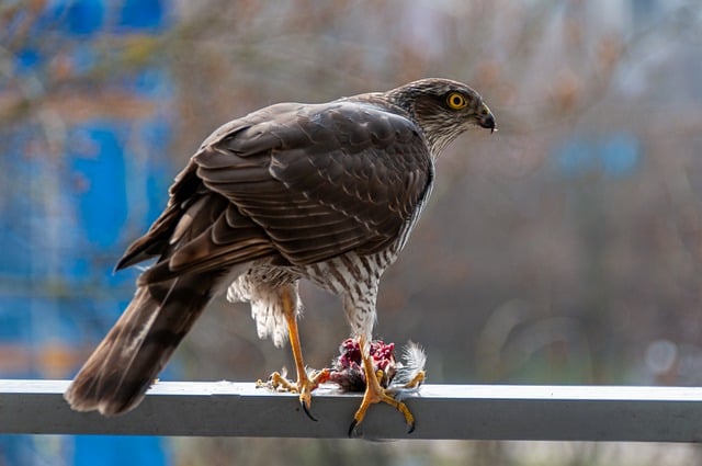 Free download sperber bird of prey prey raptor free picture to be edited with GIMP free online image editor