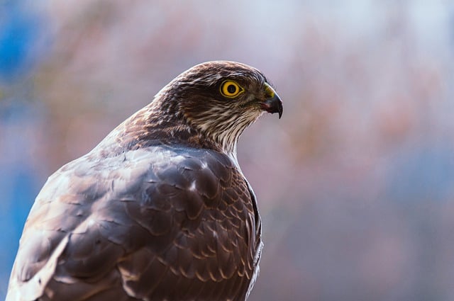Free download sperber bird of prey raptor beak free picture to be edited with GIMP free online image editor