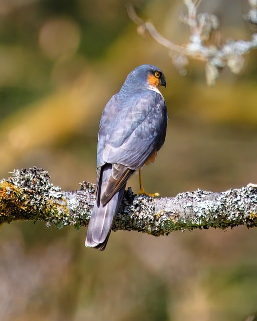 Free download sperber birds of prey raptor free picture to be edited with GIMP free online image editor