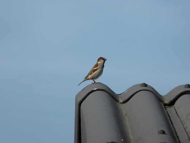 Free download Sperling Songbird Bird -  free photo or picture to be edited with GIMP online image editor