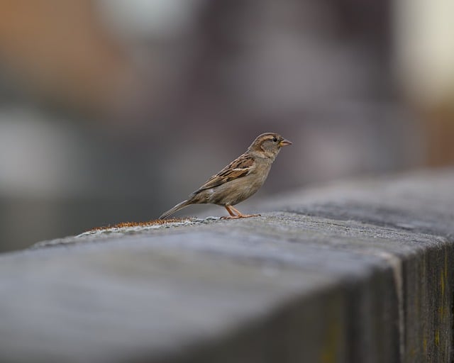 Free download sperling sparrow bird nature free picture to be edited with GIMP free online image editor