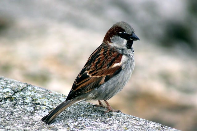 Free download sperling sparrow songbird nature free picture to be edited with GIMP free online image editor