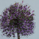 Spherical Flower Branch  screen for extension Chrome web store in OffiDocs Chromium