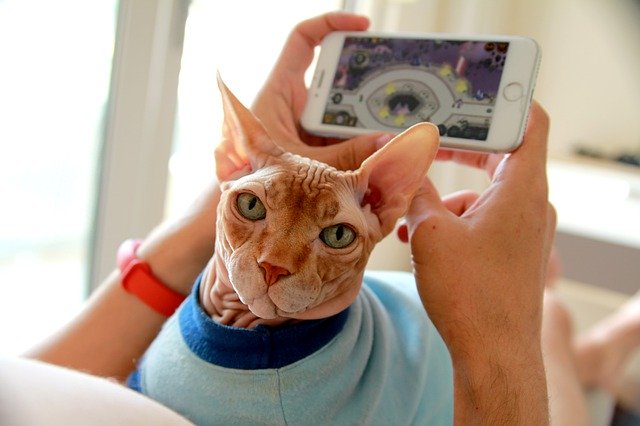 Gratis download Sphinx Cat - gratis gratis foto of afbeelding om te bewerken met GIMP online afbeeldingseditor