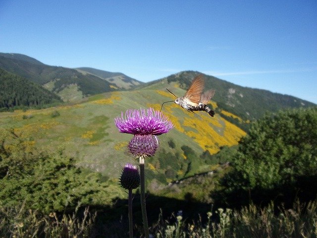 Free download Sphinx Flower Cévennes -  free photo or picture to be edited with GIMP online image editor