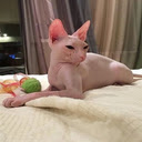 Sphynx cat wallpaper  screen for extension Chrome web store in OffiDocs Chromium