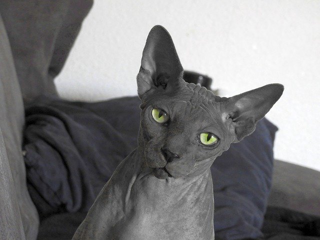 Free download Sphynx Hairless -  free photo or picture to be edited with GIMP online image editor