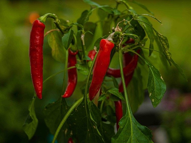 Descărcare gratuită Spice Pepperoni Food - fotografie sau imagini gratuite pentru a fi editate cu editorul de imagini online GIMP