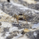 Spider and four eyes  screen for extension Chrome web store in OffiDocs Chromium