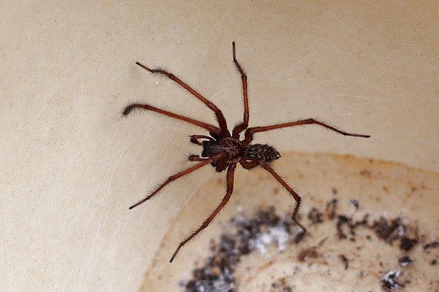 تنزيل مجاني Spider Animal Close Up - صورة مجانية أو صورة يتم تحريرها باستخدام محرر الصور عبر الإنترنت GIMP