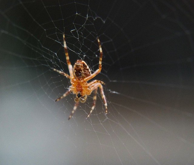 הורדה חינם של Spider Animal Nature - תמונה או תמונה בחינם לעריכה עם עורך התמונות המקוון GIMP