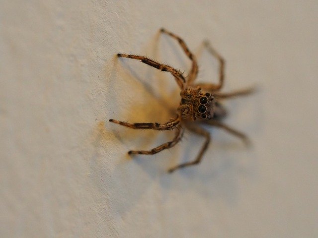 ດາວ​ໂຫຼດ​ຟຣີ Spider Arachnid Cobweb - ຮູບ​ພາບ​ຟຣີ​ຫຼື​ຮູບ​ພາບ​ທີ່​ຈະ​ໄດ້​ຮັບ​ການ​ແກ້​ໄຂ​ກັບ GIMP ອອນ​ໄລ​ນ​໌​ບັນ​ນາ​ທິ​ການ​ຮູບ​ພາບ