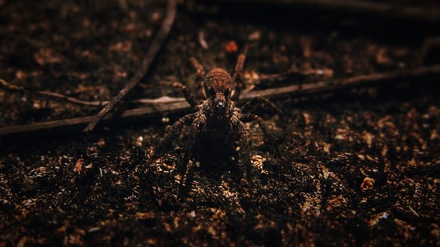 Free download spider arachnid insect bug free picture to be edited with GIMP free online image editor