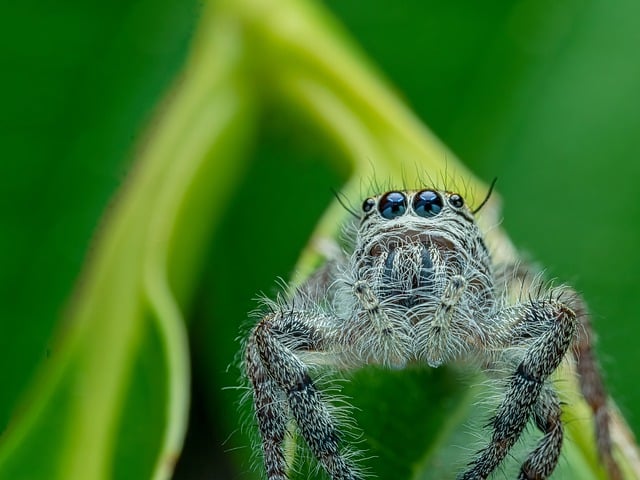 Free download spider arachnid plant green nature free picture to be edited with GIMP free online image editor