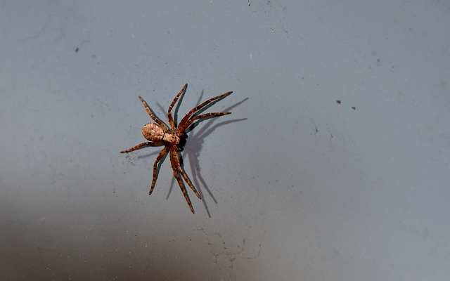 Unduh gratis Laba-laba Arachnid Kecil - foto atau gambar gratis yang dapat diedit dengan editor gambar online GIMP