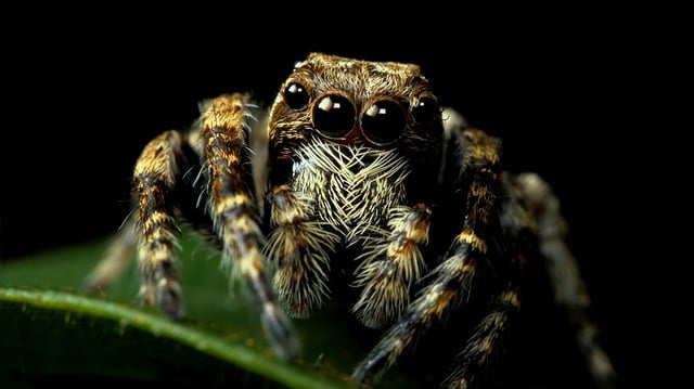 Free download spider arachnid spider closeup free picture to be edited with GIMP free online image editor