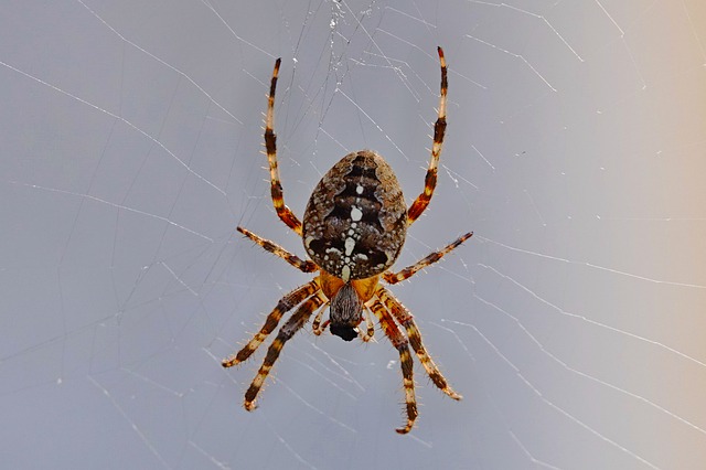 Free download spider arachnid spider web cobweb free picture to be edited with GIMP free online image editor