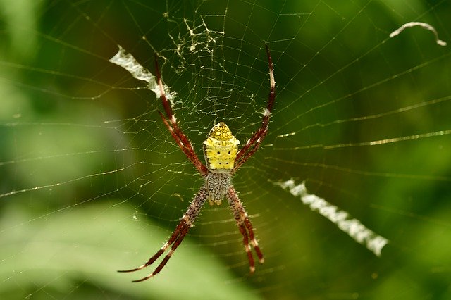 Descărcare gratuită Spider Arachnid Web - fotografie sau imagini gratuite pentru a fi editate cu editorul de imagini online GIMP
