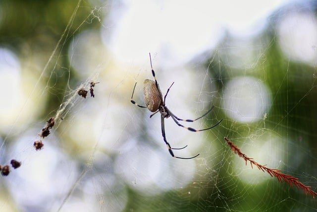 Téléchargement gratuit d'une image gratuite d'insectes de la faune de la toile d'araignée et d'araignée à modifier avec l'éditeur d'images en ligne gratuit GIMP