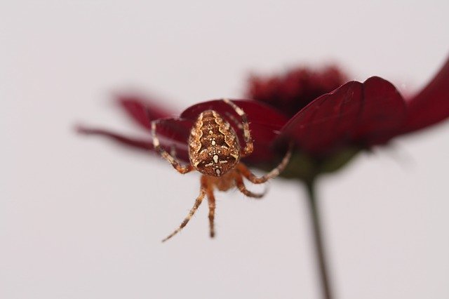 Безкоштовно завантажте Spider Araneus Nature Close - безкоштовну фотографію або малюнок для редагування в онлайн-редакторі зображень GIMP