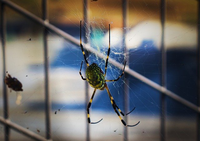 Template Photo Spider Big Arachnid -  for OffiDocs