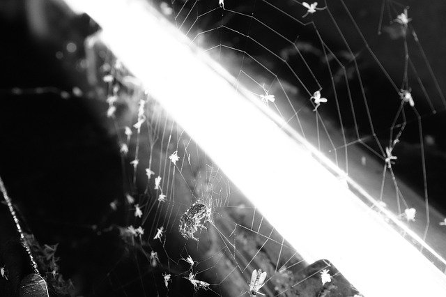 Free download Spider Black And White Insects -  free photo or picture to be edited with GIMP online image editor