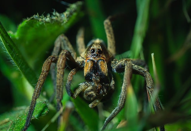Free download spider catch prey kill animal free picture to be edited with GIMP free online image editor