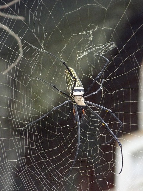 Gratis download Spider Cobweb - gratis foto of afbeelding die u kunt bewerken met de online afbeeldingseditor van GIMP