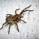 Spider crawling on cliff  screen for extension Chrome web store in OffiDocs Chromium