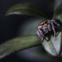 Spider crawling on leaves  screen for extension Chrome web store in OffiDocs Chromium