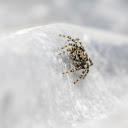 Spider crawling on rocks  screen for extension Chrome web store in OffiDocs Chromium